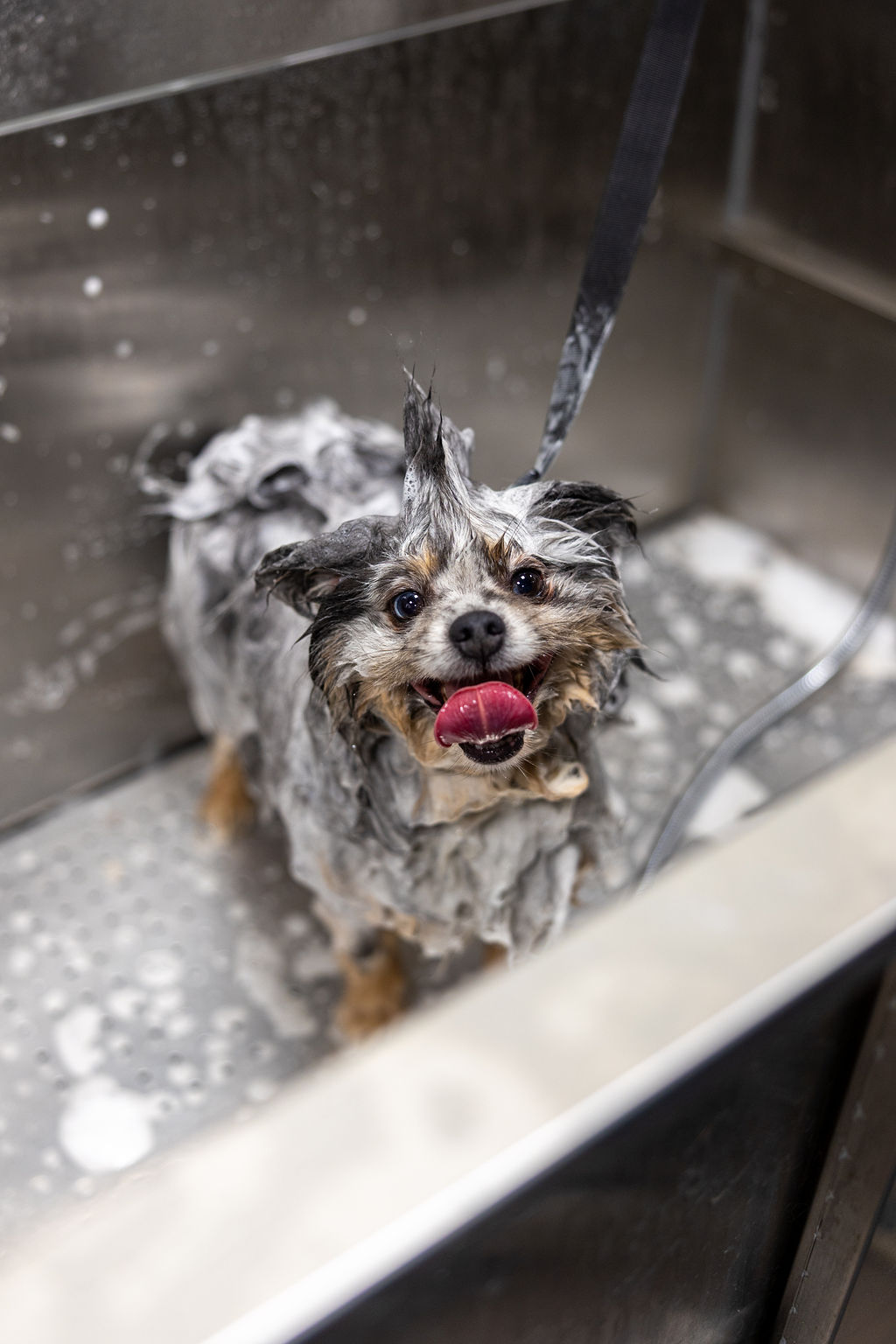 Basic Bath at FreshCoat Grooming Small dog with a sudsy mohawk enjoying a bubble bath in a stainless steel tub