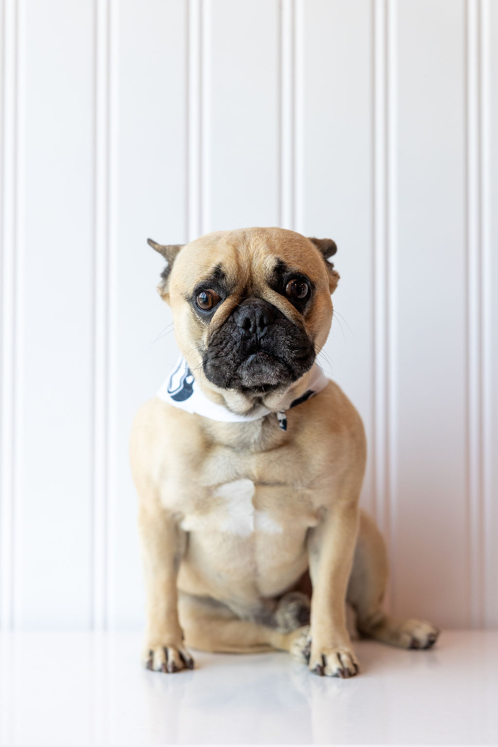 French bulldog wearing a paw-print bandana
