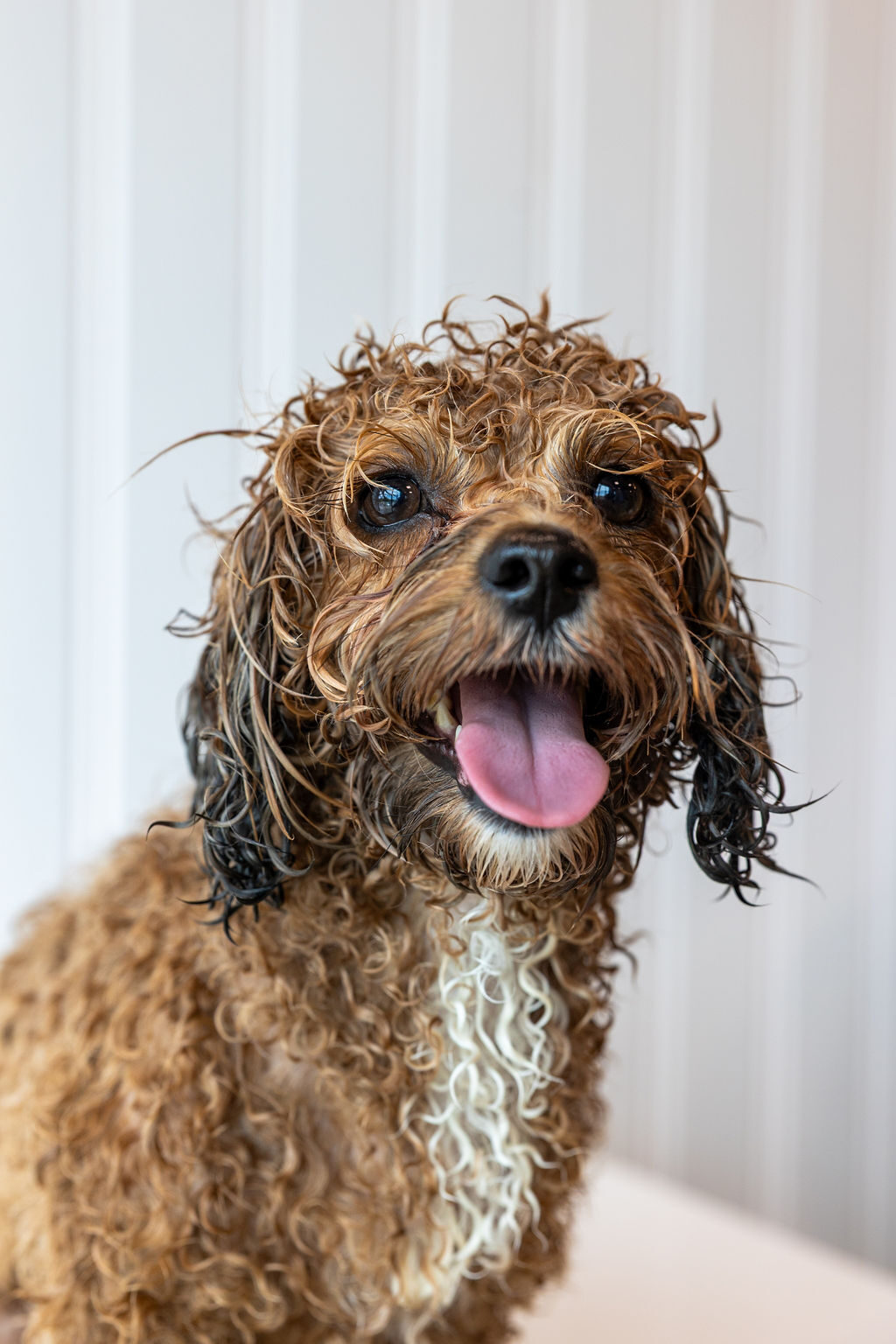 Curly-coated pup mid-bath