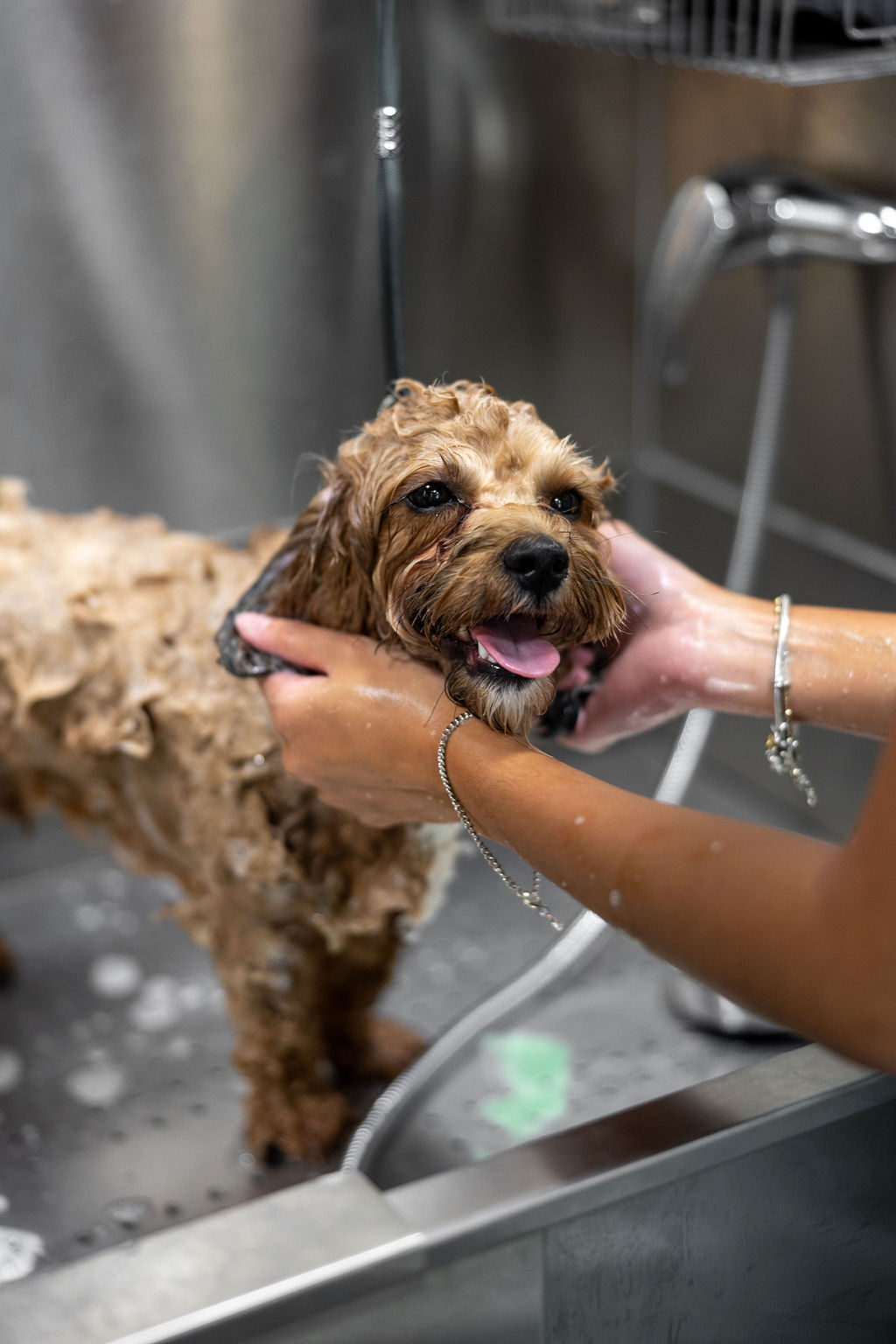 FreshCoat Grooming bather gently supporting a curly-coated dog's chin during a warm bath in Charlotte, NC