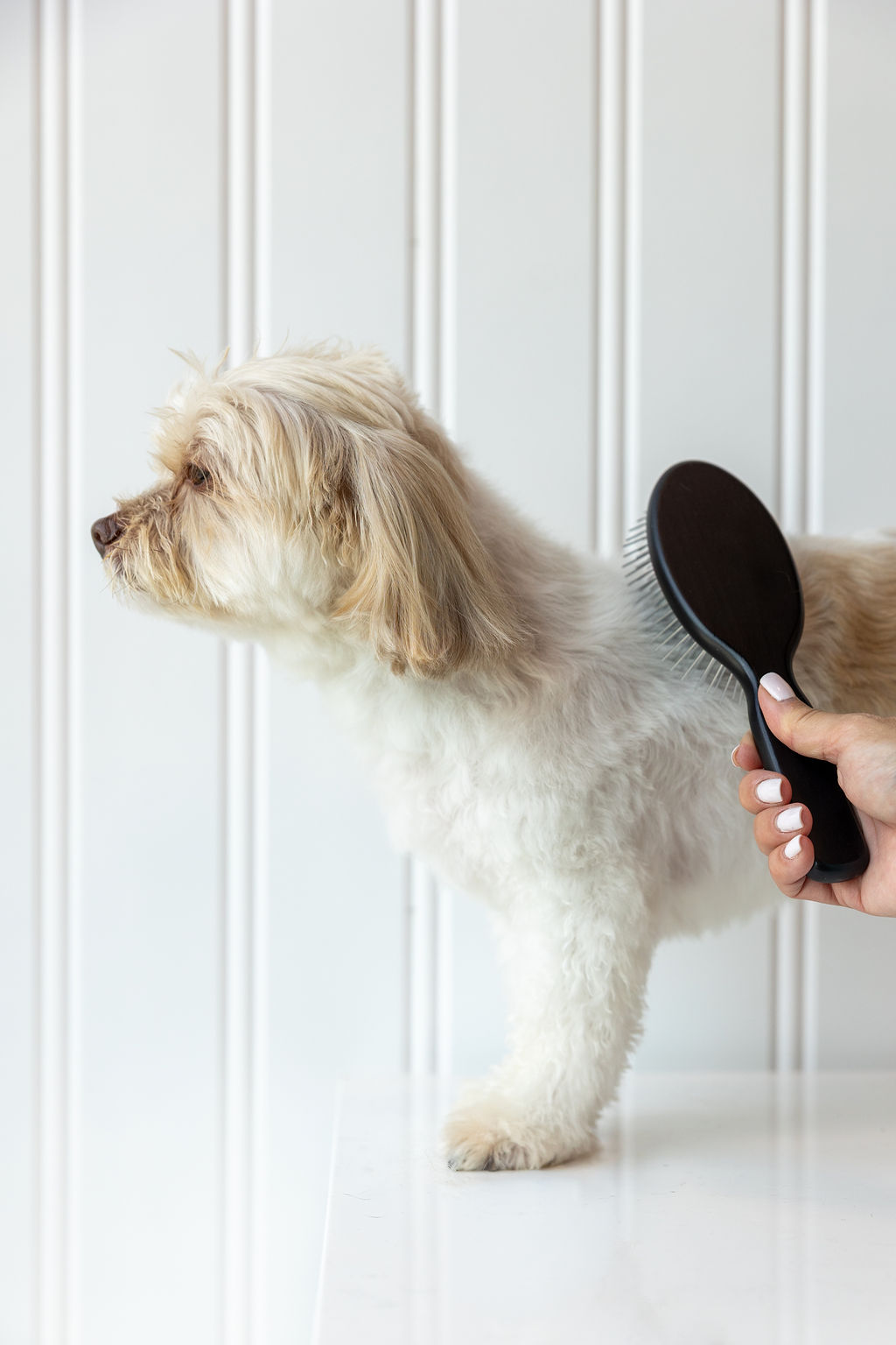 Gentle finishing brush at FreshCoat Grooming Small tan dog being gently brushed with a black slicker brush by a FreshCoat groomer