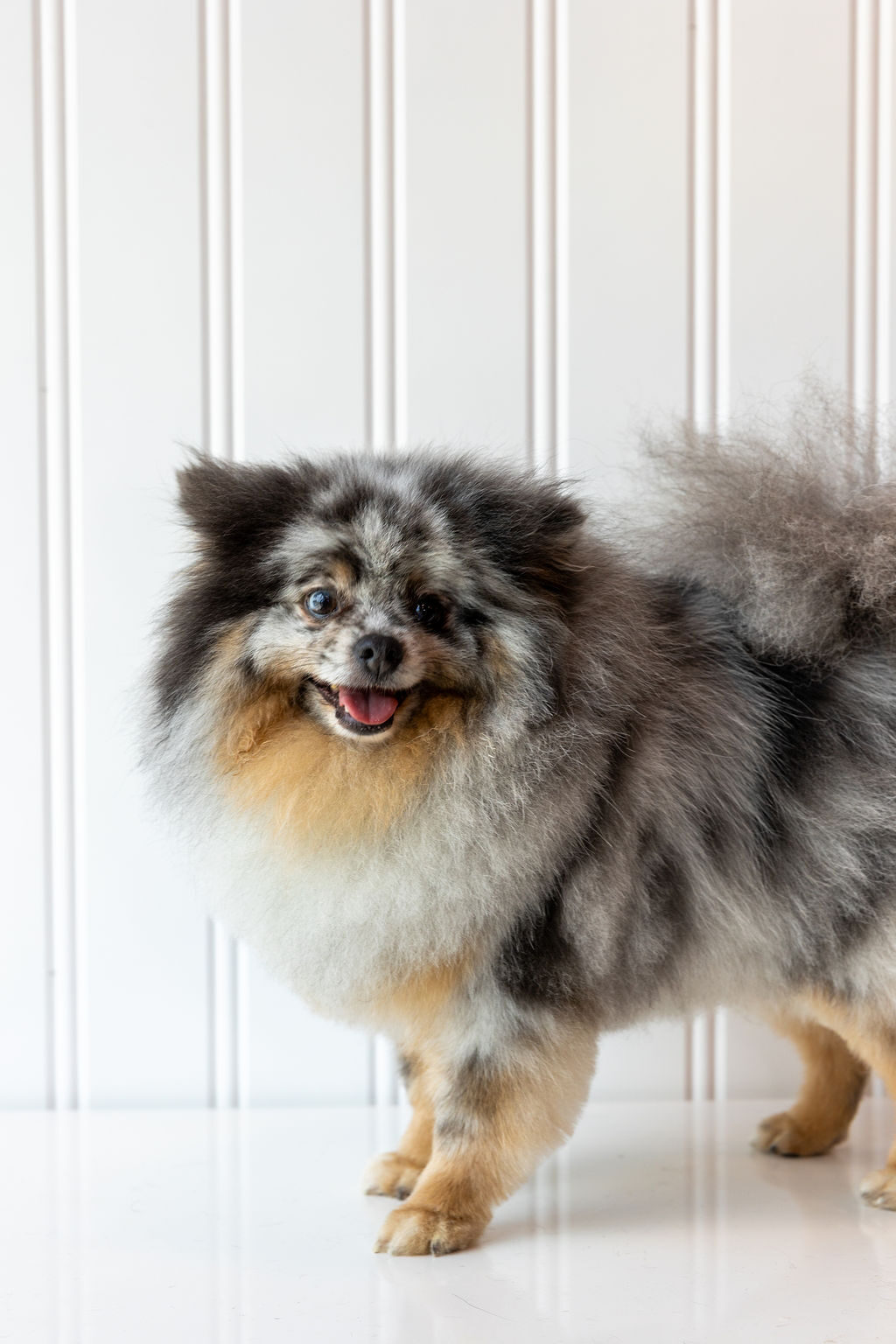 Fluffy Pomeranian after a full groom