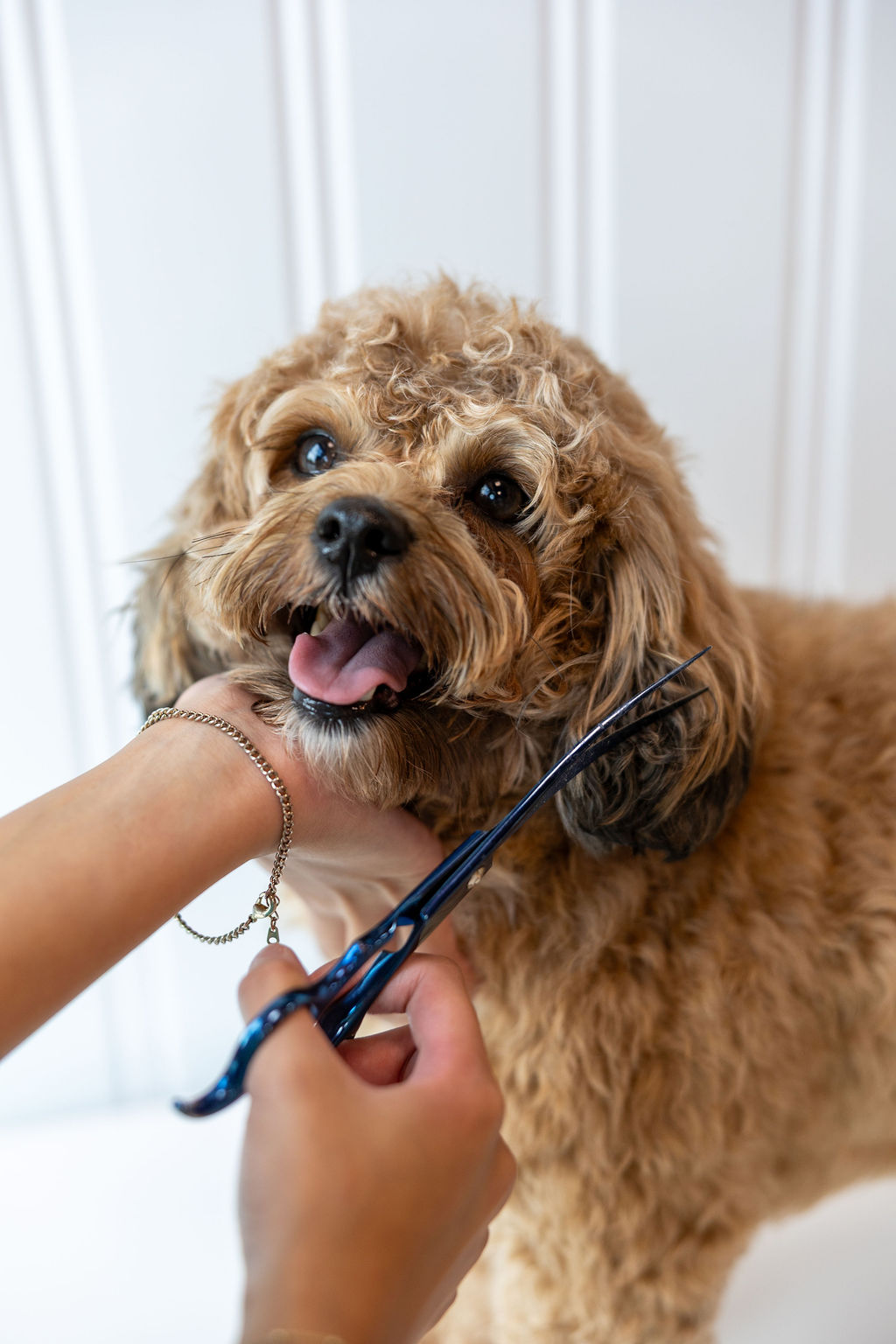 Basic Full Groom at FreshCoat Grooming FreshCoat groomer trimming a ShiPoo's face with blue grooming shears