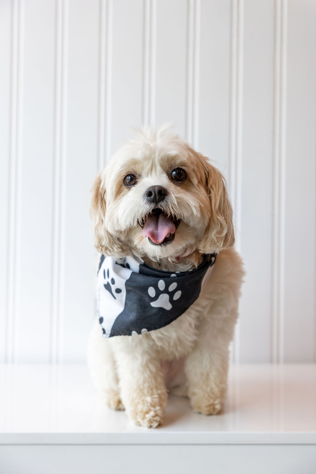 Intro Puppy Grooming at FreshCoat Grooming Small freshly groomed dog wearing a paw-print bandana